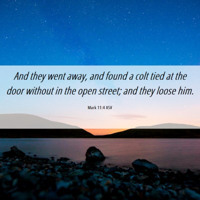 Picture 06 - Mark 11:4 ASV - And they went away, and found a colt tied at the - Bible Verse Picture