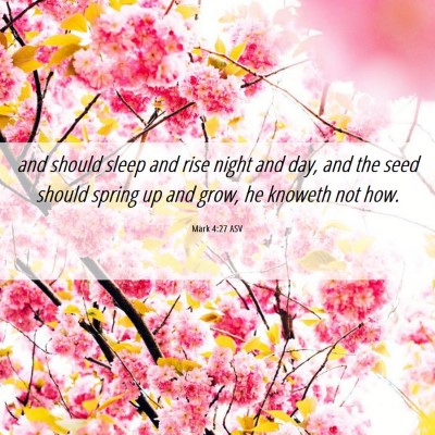 Picture 06 - Mark 4:27 ASV - and should sleep and rise night and day, and the - Bible Verse Picture