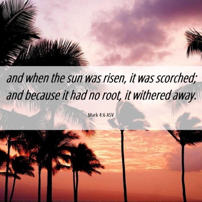 Picture 06 - Mark 4:6 ASV - and when the sun was risen, it was scorched; and - Bible Verse Picture