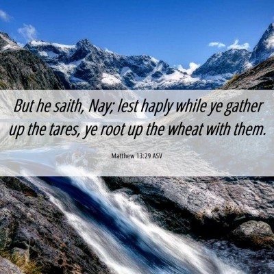 Picture 06 - Matthew 13:29 ASV - But he saith, Nay; lest haply while ye gather up - Bible Verse Picture