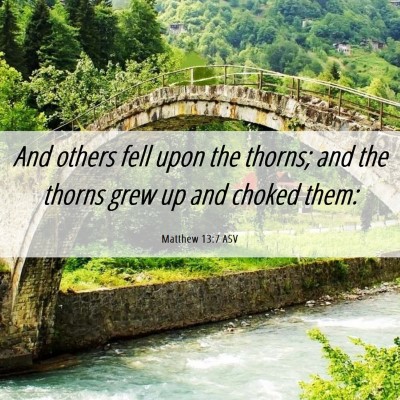 Picture 06 - Matthew 13:7 ASV - And others fell upon the thorns; and the thorns - Bible Verse Picture