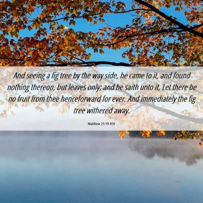 Picture 06 - Matthew 21:19 ASV - And seeing a fig tree by the way side, he came to - Bible Verse Picture