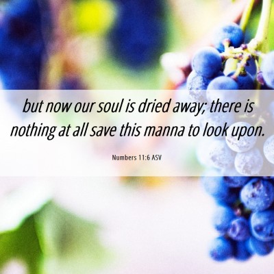 Picture 06 - Numbers 11:6 ASV - but now our soul is dried away; there is nothing - Bible Verse Picture