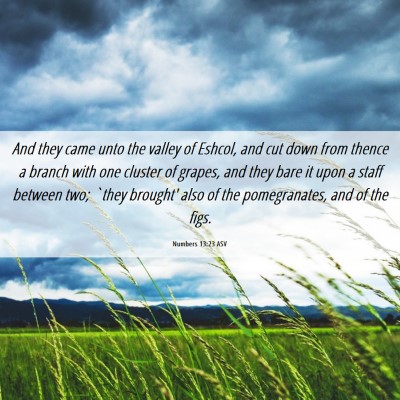 Picture 06 - Numbers 13:23 ASV - And they came unto the valley of Eshcol, and cut - Bible Verse Picture