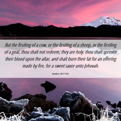 Picture 06 - Numbers 18:17 ASV - But the firstling of a cow, or the firstling of a - Bible Verse Picture