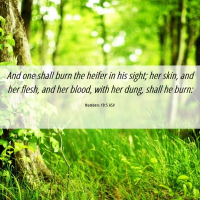 Picture 06 - Numbers 19:5 ASV - And one shall burn the heifer in his sight; her - Bible Verse Picture