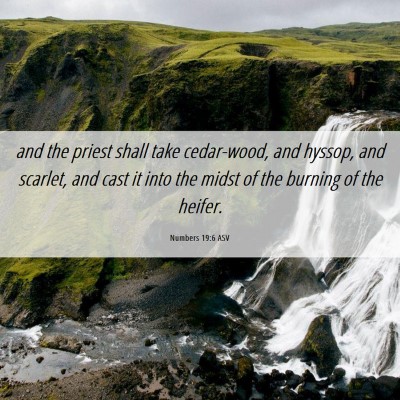Picture 06 - Numbers 19:6 ASV - and the priest shall take cedar-wood, and hyssop, - Bible Verse Picture