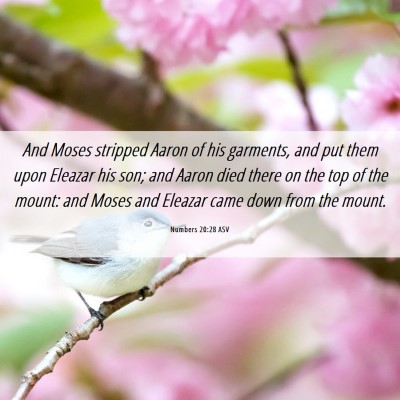 Picture 06 - Numbers 20:28 ASV - And Moses stripped Aaron of his garments, and put - Bible Verse Picture