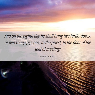 Picture 06 - Numbers 6:10 ASV - And on the eighth day he shall bring two - Bible Verse Picture