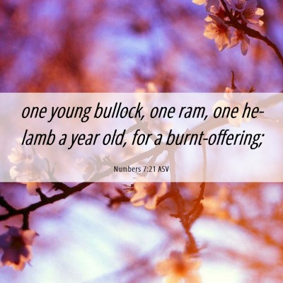 Picture 06 - Numbers 7:21 ASV - one young bullock, one ram, one he-lamb a year - Bible Verse Picture