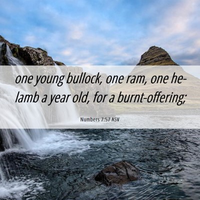 Picture 06 - Numbers 7:57 ASV - one young bullock, one ram, one he-lamb a year - Bible Verse Picture