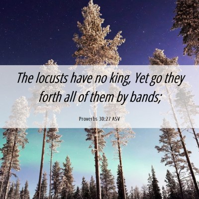 Picture 06 - Proverbs 30:27 ASV - The locusts have no king, Yet go they forth all - Bible Verse Picture