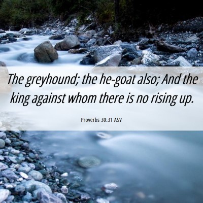 Picture 06 - Proverbs 30:31 ASV - The greyhound; the he-goat also; And the king - Bible Verse Picture