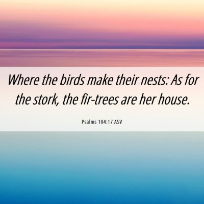 Picture 06 - Psalms 104:17 ASV - Where the birds make their nests: As for the - Bible Verse Picture