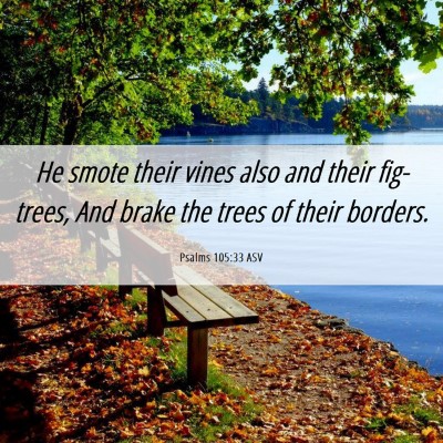 Picture 06 - Psalms 105:33 ASV - He smote their vines also and their fig-trees, - Bible Verse Picture