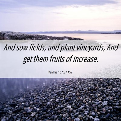 Picture 06 - Psalms 107:37 ASV - And sow fields, and plant vineyards, And get them - Bible Verse Picture