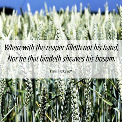 Picture 06 - Psalms 129:7 ASV - Wherewith the reaper filleth not his hand, Nor he - Bible Verse Picture