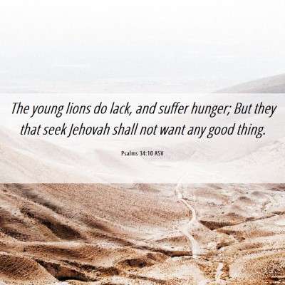 Picture 06 - Psalms 34:10 ASV - The young lions do lack, and suffer hunger; But - Bible Verse Picture