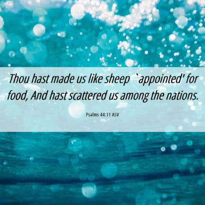 Picture 06 - Psalms 44:11 ASV - Thou hast made us like sheep `appointed' for - Bible Verse Picture