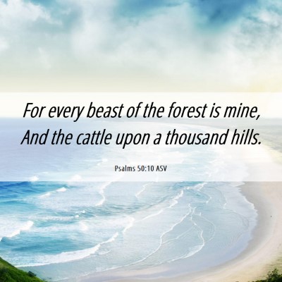 Picture 06 - Psalms 50:10 ASV - For every beast of the forest is mine, And the - Bible Verse Picture
