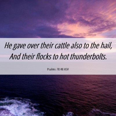 Picture 06 - Psalms 78:48 ASV - He gave over their cattle also to the hail, And - Bible Verse Picture