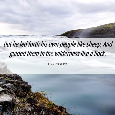 Picture 06 - Psalms 78:52 ASV - But he led forth his own people like sheep, And - Bible Verse Picture