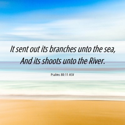 Picture 06 - Psalms 80:11 ASV - It sent out its branches unto the sea, And its - Bible Verse Picture