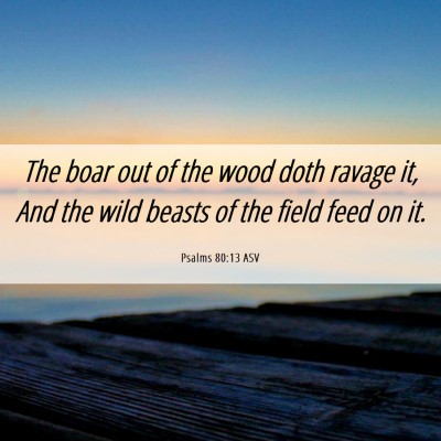 Picture 06 - Psalms 80:13 ASV - The boar out of the wood doth ravage it, And the - Bible Verse Picture
