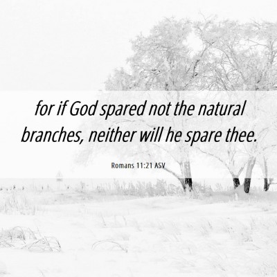Picture 06 - Romans 11:21 ASV - for if God spared not the natural branches, - Bible Verse Picture