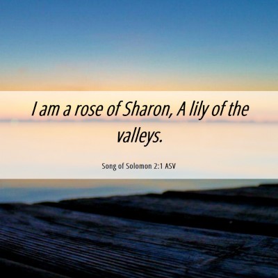 Picture 06 - Song of Solomon 2:1 ASV - I am a rose of Sharon, A lily of the - Bible Verse Picture