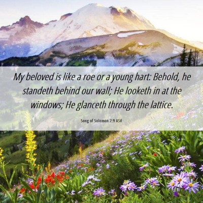Picture 06 - Song of Solomon 2:9 ASV - My beloved is like a roe or a young hart: Behold, - Bible Verse Picture