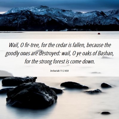 Picture 06 - Zechariah 11:2 ASV - Wail, O fir-tree, for the cedar is fallen, - Bible Verse Picture