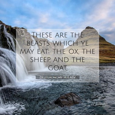 Picture 07 - Deuteronomy 14:4 ASV - These are the beasts which ye may eat: the ox, - Bible Verse Picture