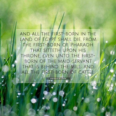 Picture 07 - Exodus 11:5 ASV - and all the first-born in the land of Egypt shall - Bible Verse Picture