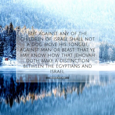 Picture 07 - Exodus 11:7 ASV - But against any of the children of Israel shall - Bible Verse Picture
