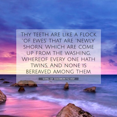 Picture 07 - Song of Solomon 4:2 ASV - Thy teeth are like a flock `of ewes' that are - Bible Verse Picture