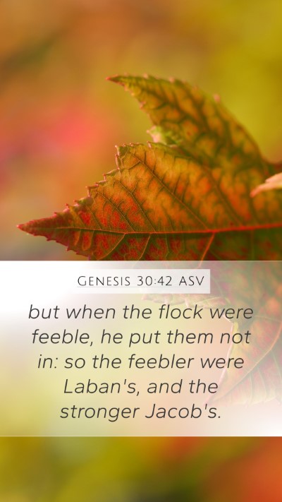 Genesis 30:42 ASV Mobile Phone Wallpaper - but when the flock were feeble, he put them not - Mobile Bible Verse Wallpaper