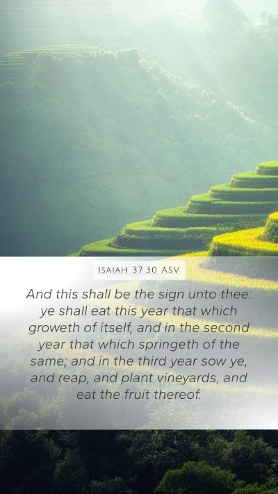 Isaiah 37:30 ASV Bible Verse Image