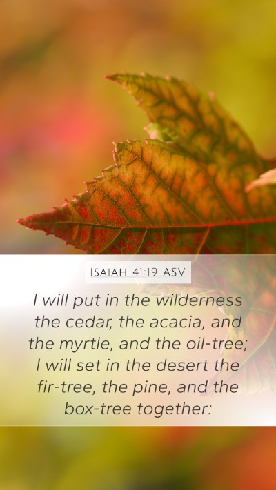 Isaiah 41:19 ASV Bible Verse Image