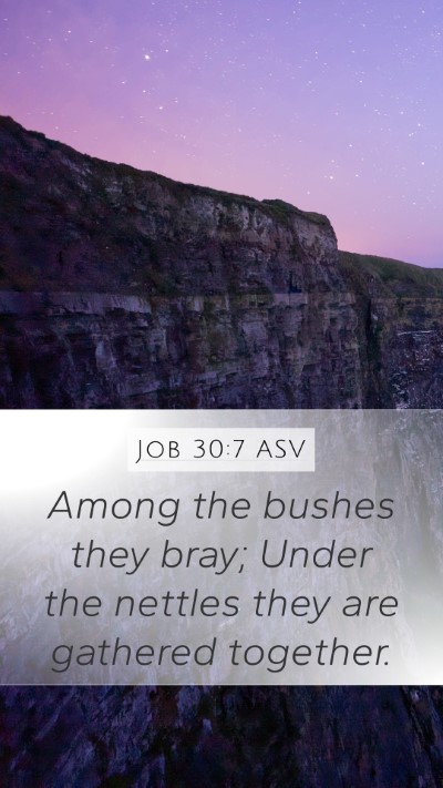 Job 30:7 ASV Bible Verse Image