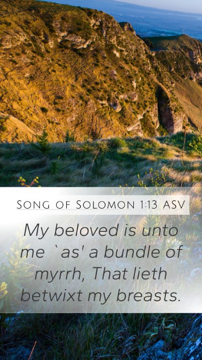 Song of Solomon 1:13 ASV Bible Verse Image