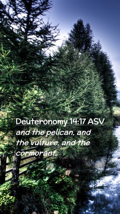 Picture 02 - Deuteronomy 14:17 ASV Mobile Phone Wallpaper - and the pelican, and the vulture, and the - Mobile Bible Verse Wallpaper
