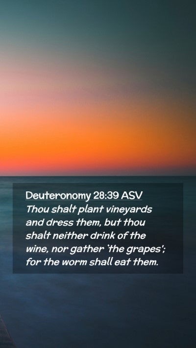 Picture 02 - Deuteronomy 28:39 ASV Mobile Phone Wallpaper - Thou shalt plant vineyards and dress them, but - Mobile Bible Verse Wallpaper