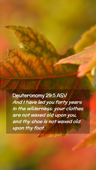 Picture 02 - Deuteronomy 29:5 ASV Mobile Phone Wallpaper - And I have led you forty years in the wilderness: - Mobile Bible Verse Wallpaper