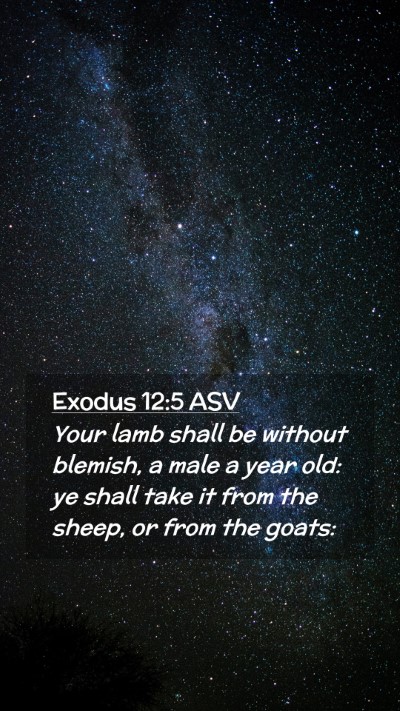 Picture 02 - Exodus 12:5 ASV Mobile Phone Wallpaper - Your lamb shall be without blemish, a male a year - Mobile Bible Verse Wallpaper