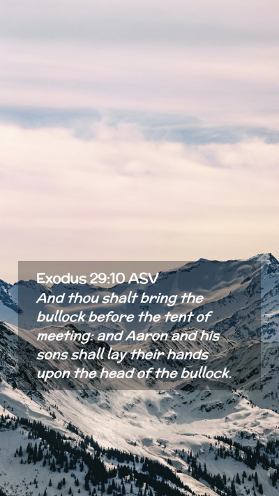 Picture 02 - Exodus 29:10 ASV Mobile Phone Wallpaper - And thou shalt bring the bullock before the tent - Mobile Bible Verse Wallpaper