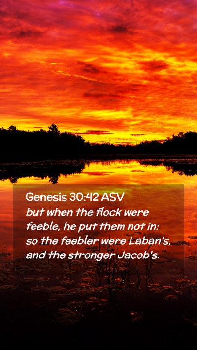 Picture 02 - Genesis 30:42 ASV Mobile Phone Wallpaper - but when the flock were feeble, he put them not - Mobile Bible Verse Wallpaper