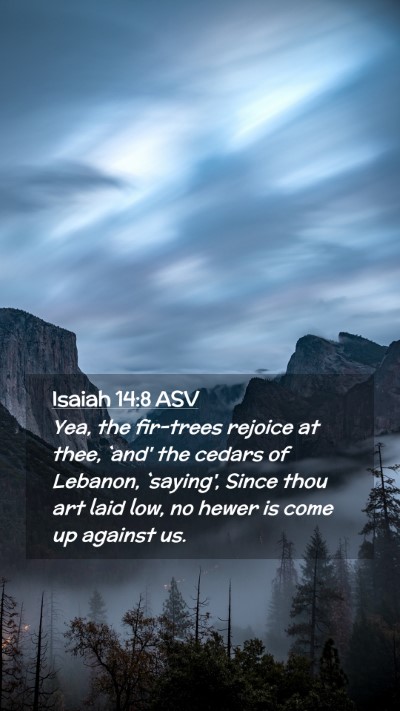 Picture 02 - Isaiah 14:8 ASV Mobile Phone Wallpaper - Yea, the fir-trees rejoice at thee, `and' the - Mobile Bible Verse Wallpaper