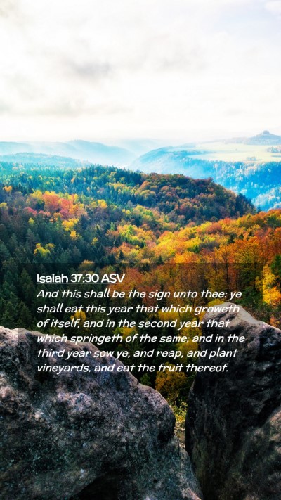 Picture 02 - Isaiah 37:30 ASV Mobile Phone Wallpaper - And this shall be the sign unto thee: ye shall - Mobile Bible Verse Wallpaper