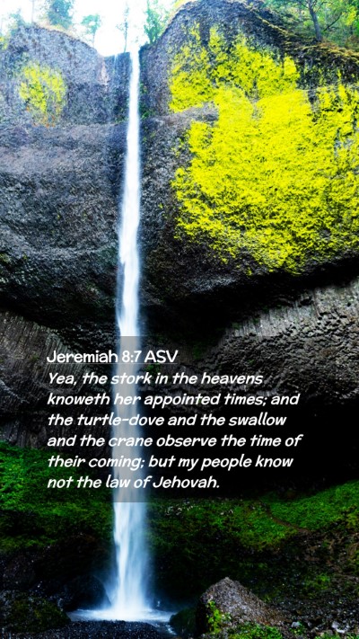 Picture 02 - Jeremiah 8:7 ASV Mobile Phone Wallpaper - Yea, the stork in the heavens knoweth her - Mobile Bible Verse Wallpaper
